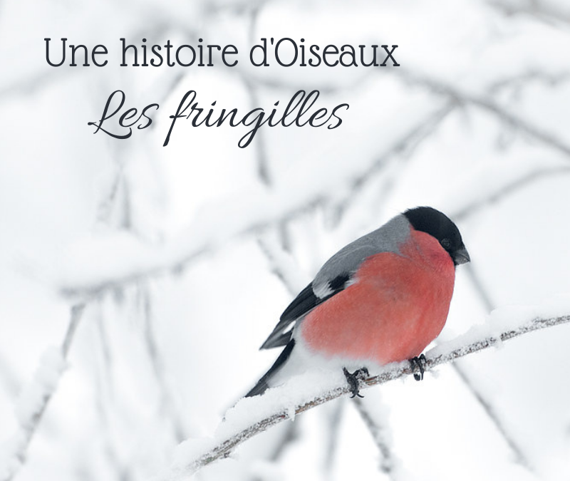 Une histoire d’Oiseaux: Les fringilles