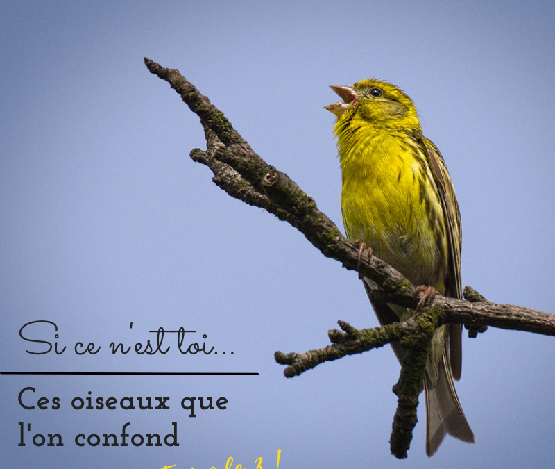 Si ce n’est toi…Ces oiseaux que l’on confond! Episode 3