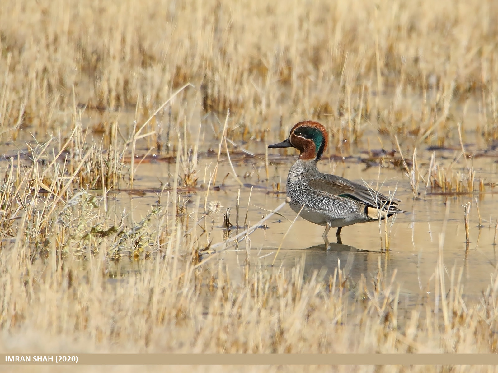 La Sarcelle d'hiver, sujet du nouvel article du Bird-Blog d'Une histoire de plumes