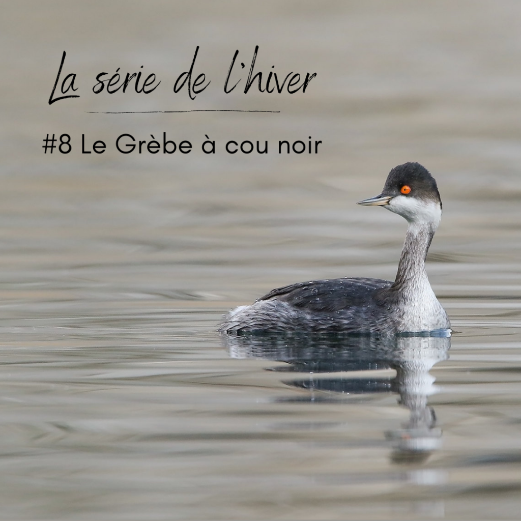 Zoom sur le Grèbe à cou noir dans le nouvel article du Bird-Blog d'Une histoire de plumes