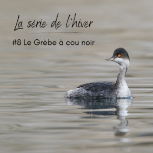 Zoom sur le Grèbe à cou noir dans le nouvel article du Bird-Blog d'Une histoire de plumes