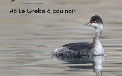 La série de l’hiver : le Grèbe à cou noir