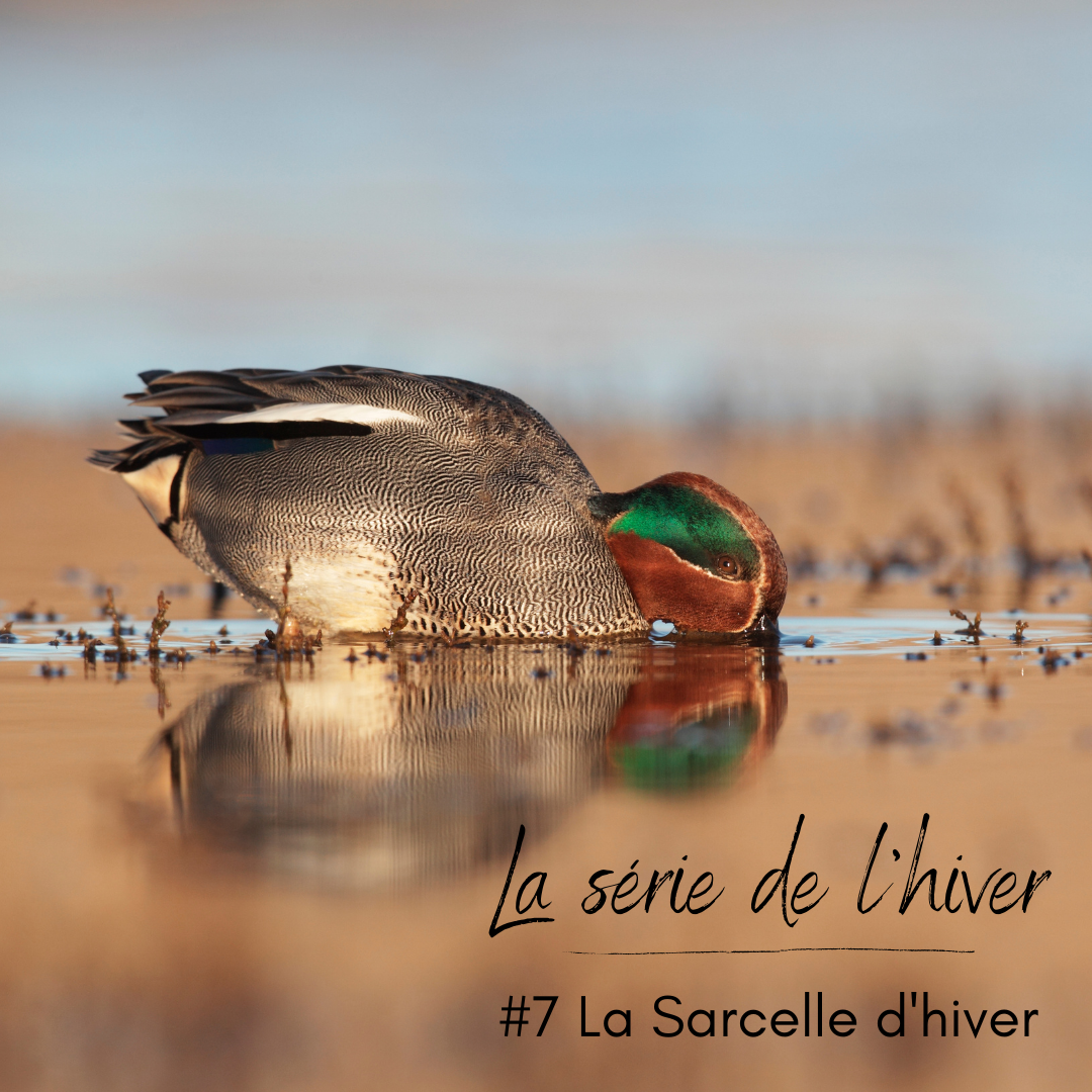 La Sarcelle d'hiver, sujet du nouvel article du Bird-Blog d'Une histoire de plumes