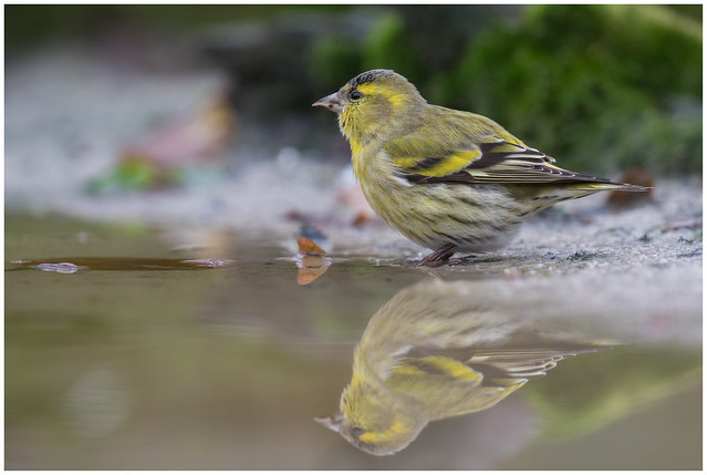 Zoom sur le Tarin des aulnes dans le nouvel article du Bird-Blog d'Une histoire de plumes