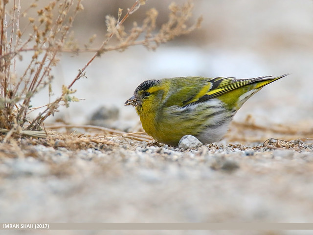 Zoom sur le Tarin des aulnes dans le nouvel article du Bird-Blog d'Une histoire de plumes