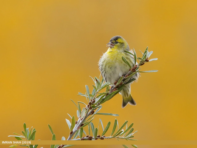 Zoom sur le Tarin des aulnes dans le nouvel article du Bird-Blog d'Une histoire de plumes