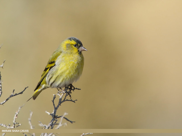 Zoom sur le Tarin des aulnes dans le nouvel article du Bird-Blog d'Une histoire de plumes