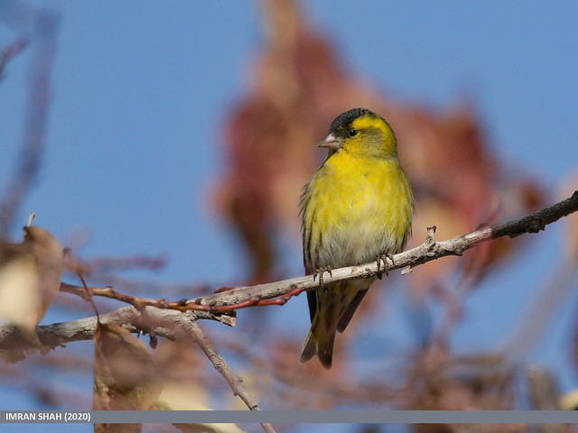 Zoom sur le Tarin des aulnes dans le nouvel article du Bird-Blog d'Une histoire de plumes