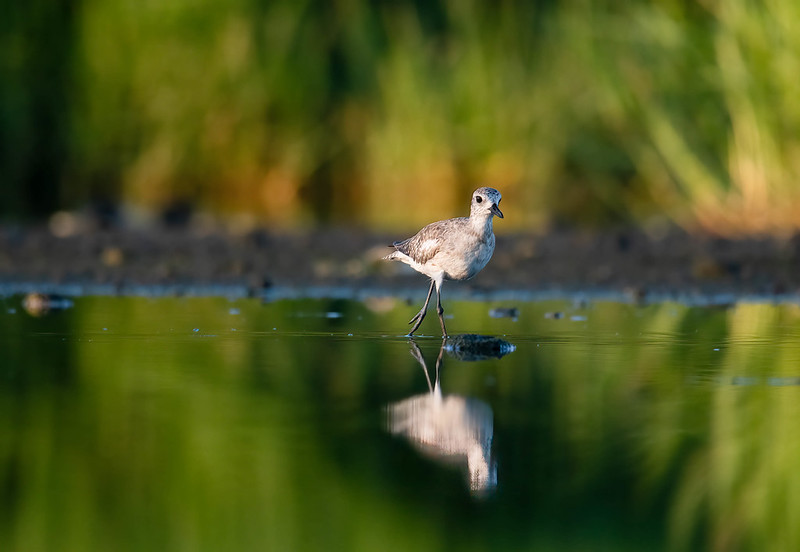 Le Pluvier argenté, sujet du nouvel article du Bird-Blog d'Une histoire de plumes