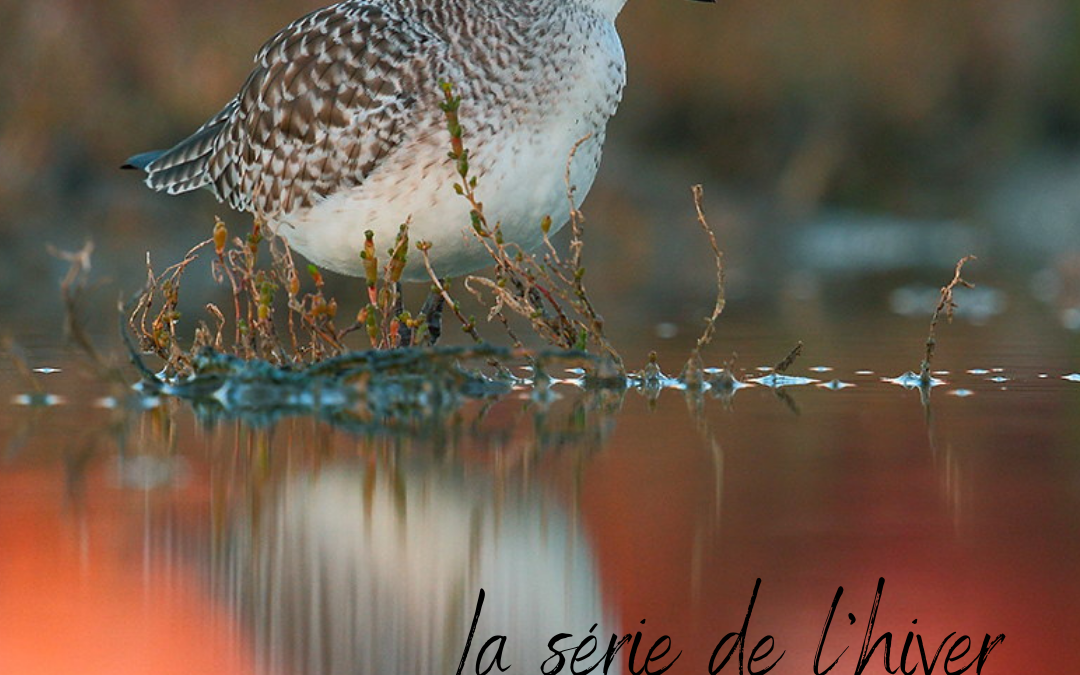 La série de l’hiver : le Pluvier argenté