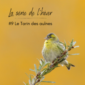 Zoom sur le Tarin des aulnes dans le nouvel article du Bird-Blog d'Une histoire de plumes