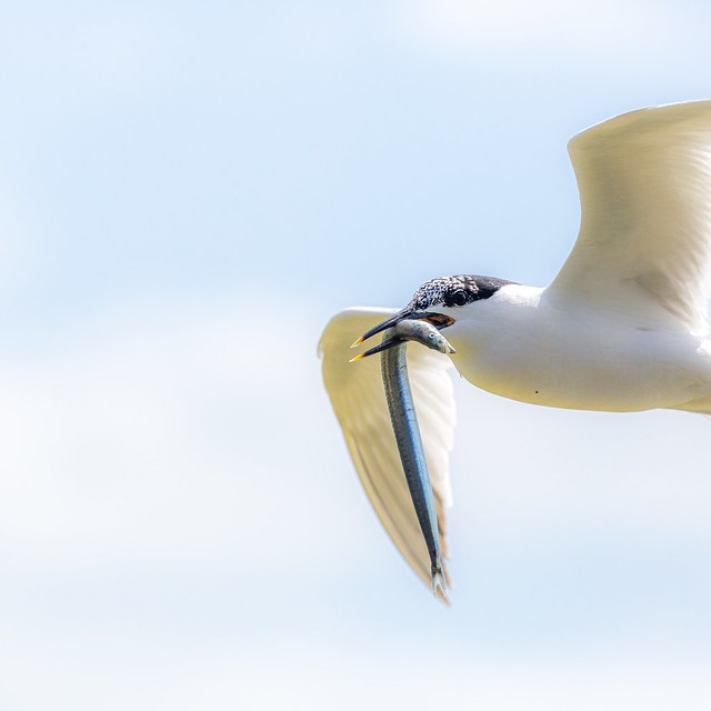 Les sternes et les guifettes, sujet du nouvel article du bird-blog d'une histoire de plumes