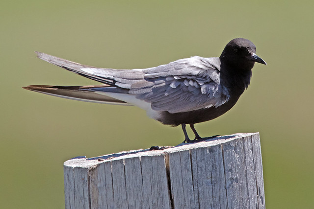 Les sternes et les guifettes, sujet du nouvel article du bird-blog d'une histoire de plumes