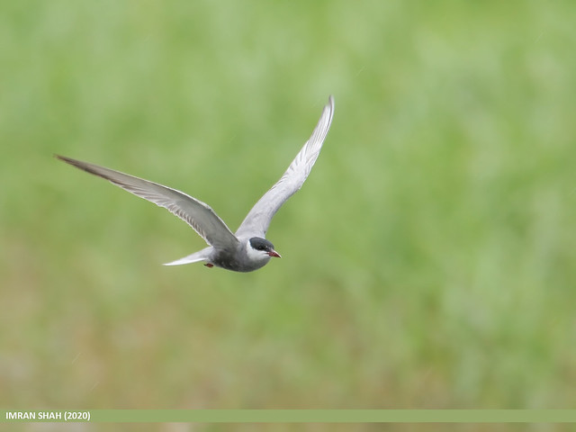 Les sternes et les guifettes, sujet du nouvel article du bird-blog d'une histoire de plumes