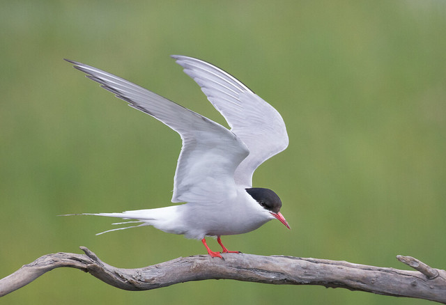 Les sternes et les guifettes, sujet du nouvel article du bird-blog d'une histoire de plumes