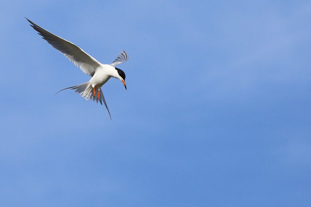 Les sternes et les guifettes, sujet du nouvel article du bird-blog d'une histoire de plumes