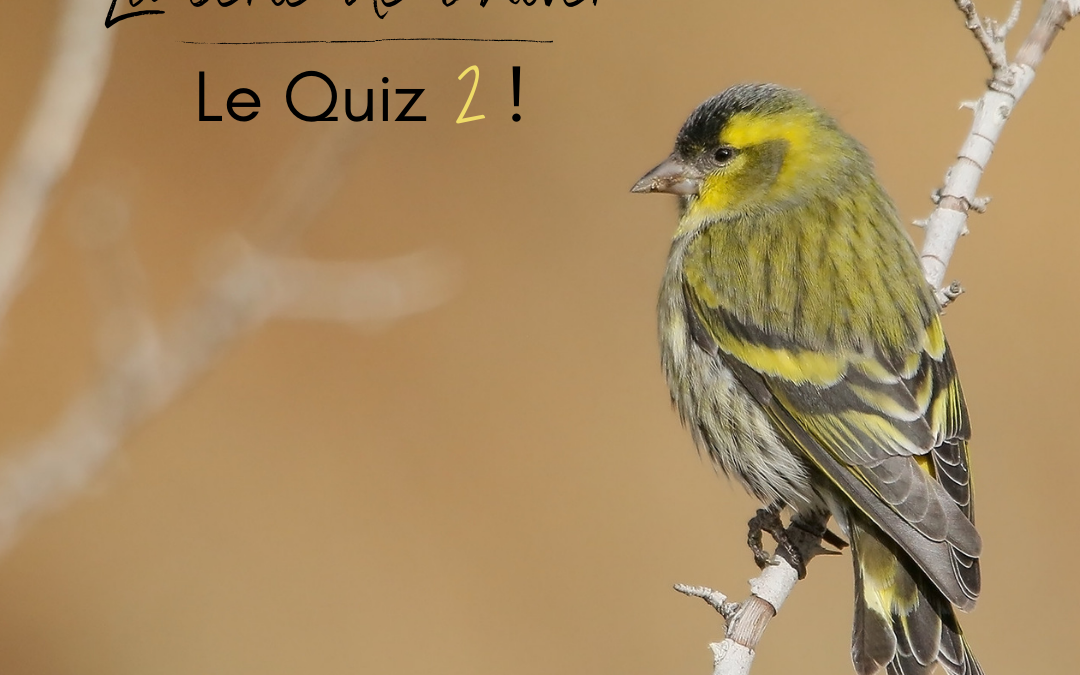 “La série de l’hiver” – Le Quiz 2