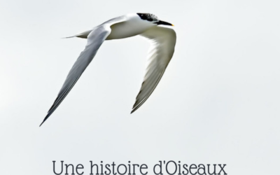 Une histoire d’Oiseaux : Sternes et guifettes