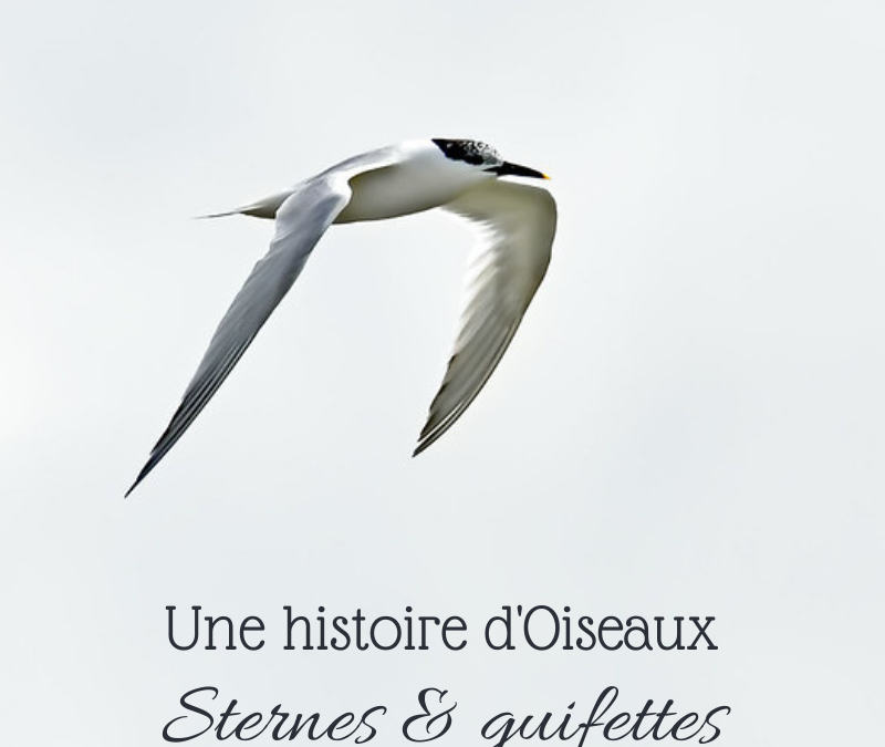 Une histoire d’Oiseaux : Sternes et guifettes