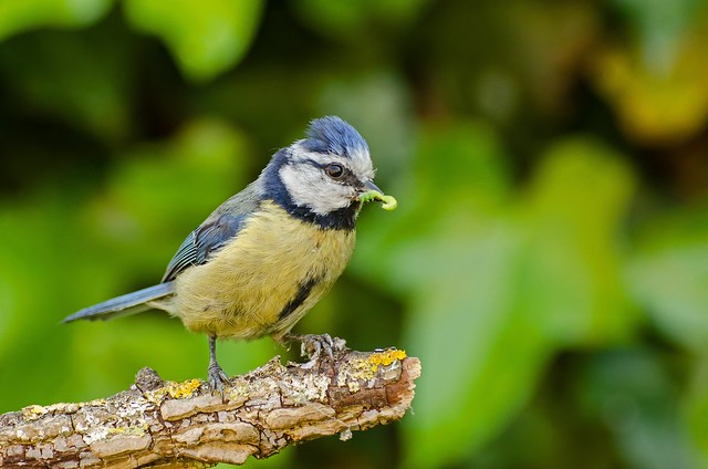 Le printemps, une période sensible pour les oiseaux, le nouvel article du Bird-Blog d'Une histoire de plumes