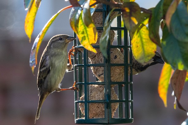 Le printemps, une période sensible pour les oiseaux, le nouvel article du Bird-Blog d'Une histoire de plumes