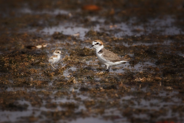 Le printemps, une période sensible pour les oiseaux, le nouvel article du Bird-Blog d'Une histoire de plumes