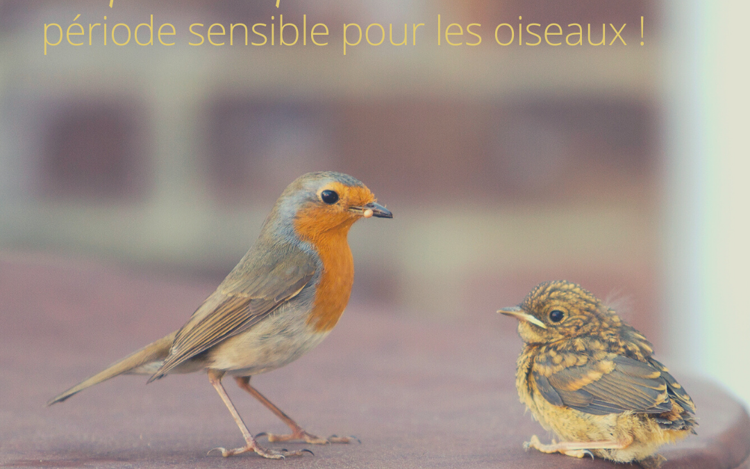 Le printemps, période sensible pour les oiseaux !