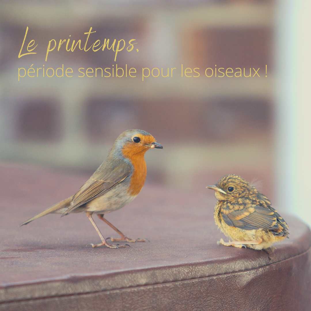 Le printemps, une période sensible pour les oiseaux, le nouvel article du Bird-Blog d'Une histoire de plumes