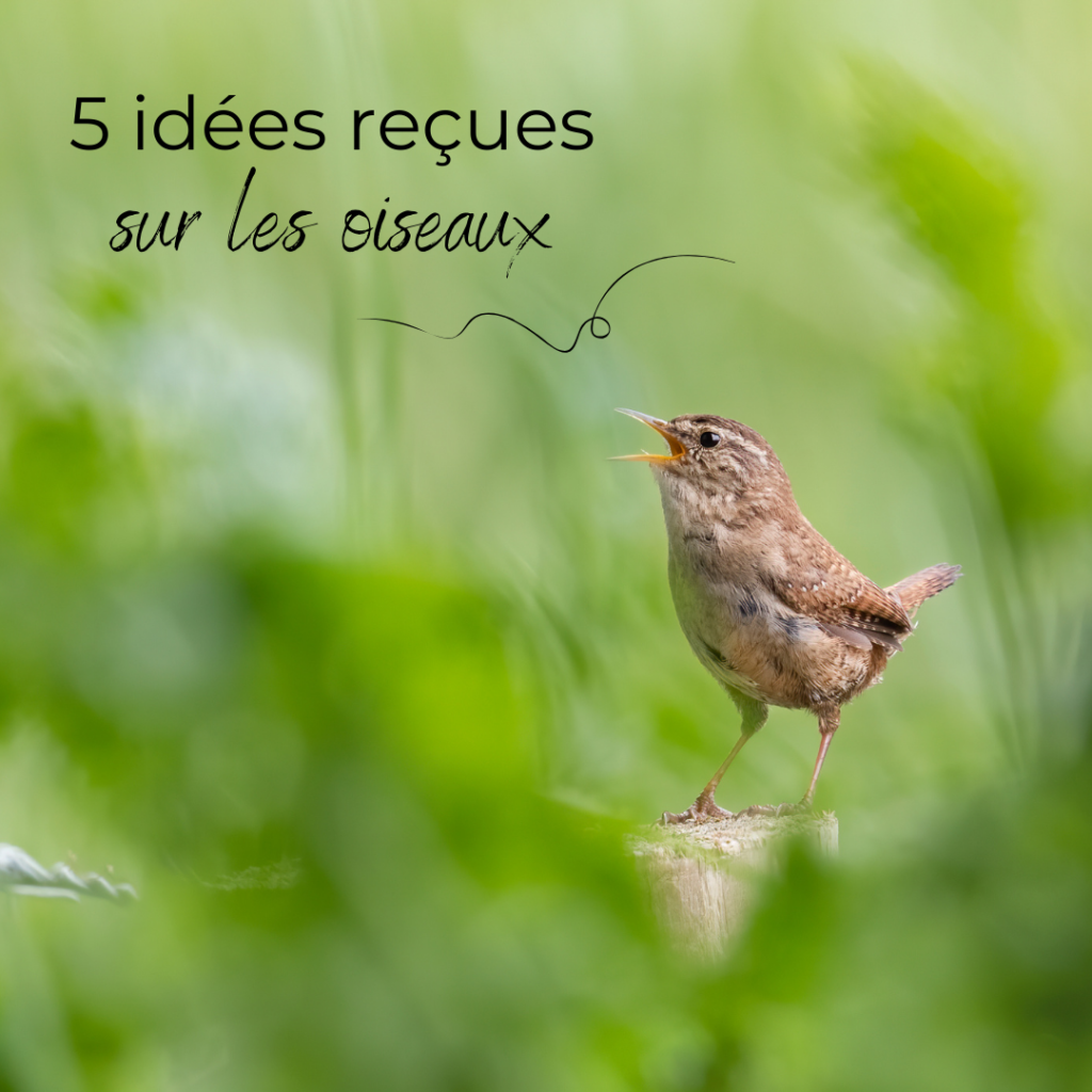 5 idées reçues sur les oiseaux, nouvel article du Bird-Blog d'Une histoire de plumes