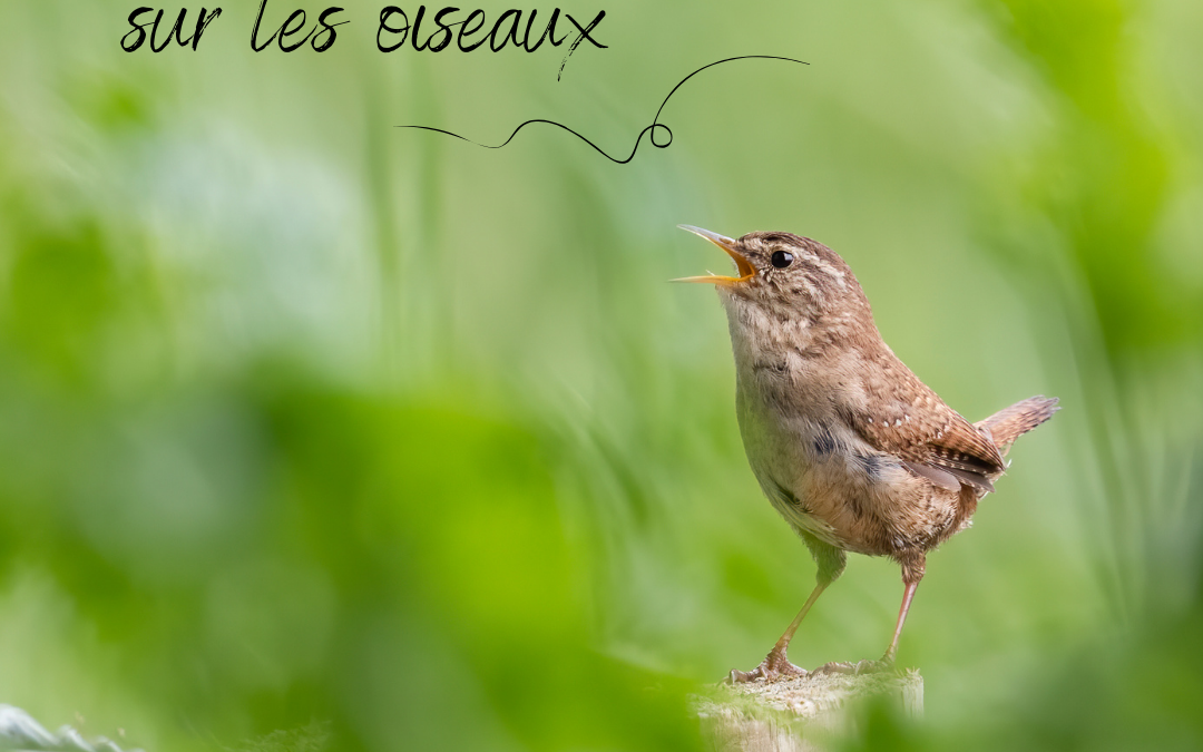 5 idées reçues sur les oiseaux