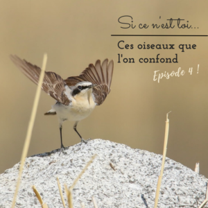 Ces oiseaux que l'on confond, nouvel article du Bird-Blog d'Une histoire de plumes