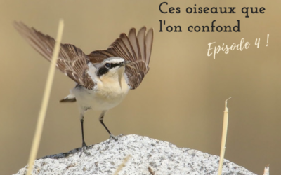 Si ce n’est toi…Ces oiseaux que l’on confond! Episode 4