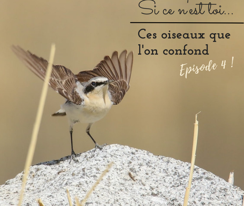 Si ce n’est toi…Ces oiseaux que l’on confond! Episode 4