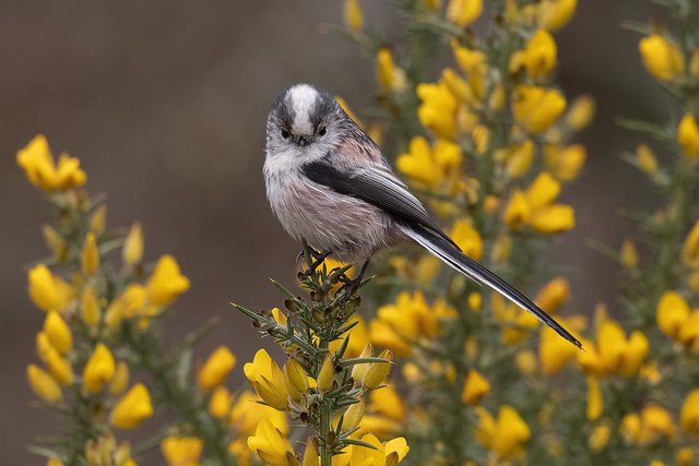 Ces oiseaux que l'on confond, nouvel article du Bird-Blog d'Une histoire de plumes