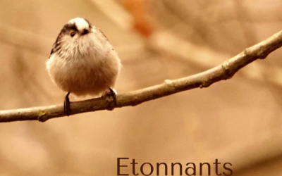 Etonnants oiseaux des jardins !