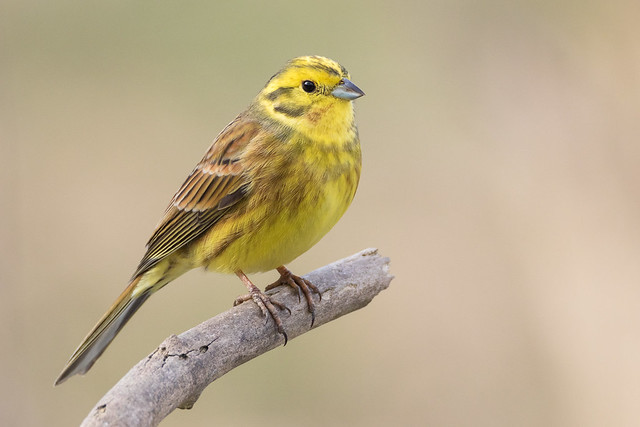 le bruant jaune, sujet du nouvel article du bird-blog d'une histoire de plumes sur les bruants