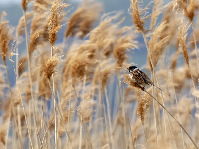 le bruant des roseaux, sujet du nouvel article du bird-blog d'une histoire de plumes sur les bruants