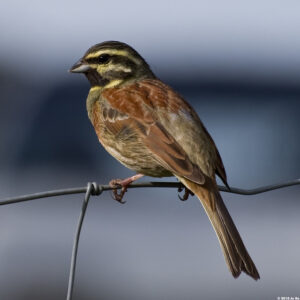 le bruant zizi, sujet du nouvel article du bird-blog d'une histoire de plumes sur les bruants