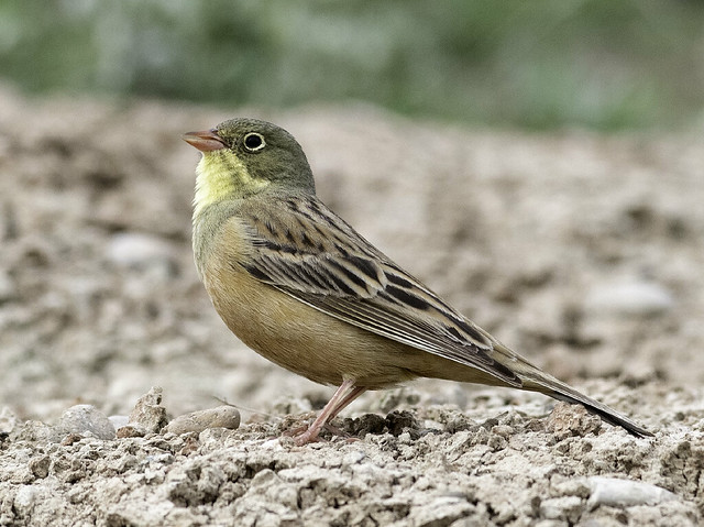 le bruant ortolan, sujet du nouvel article du bird-blog d'une histoire de plumes sur les bruants