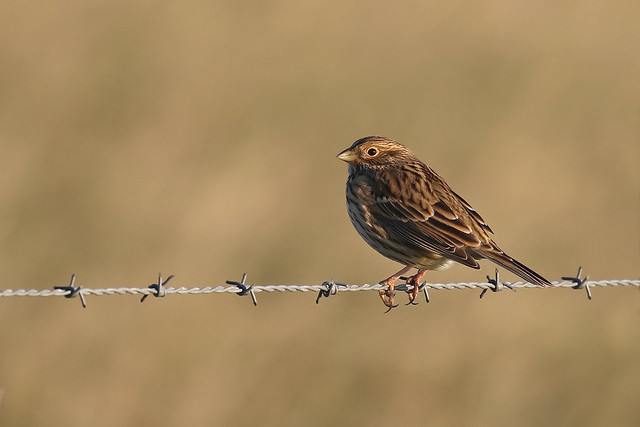 le bruant proyer, sujet du nouvel article du bird-blog d'une histoire de plumes sur les bruants