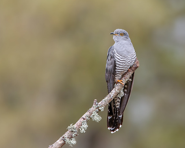 le coucou gris, oiseau sujet de légendes, nouvel article du bird-blog d'une histoire de plumes