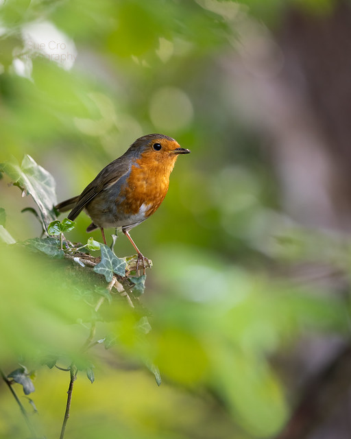 le rougegorge, oiseau sujet de légendes, nouvel article du bird-blog d'une histoire de plumes