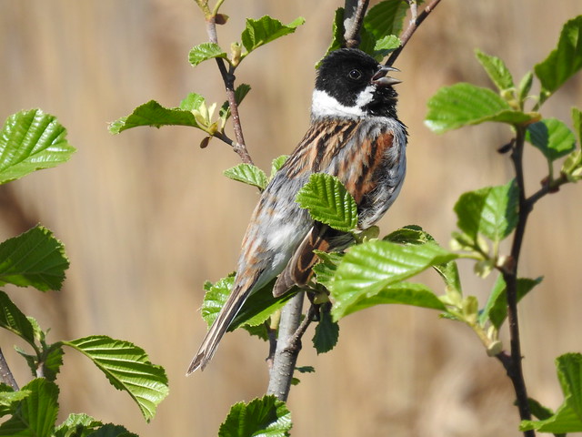 le bruant des roseaux, sujet du nouvel article du bird-blog d'une histoire de plumes sur les bruants