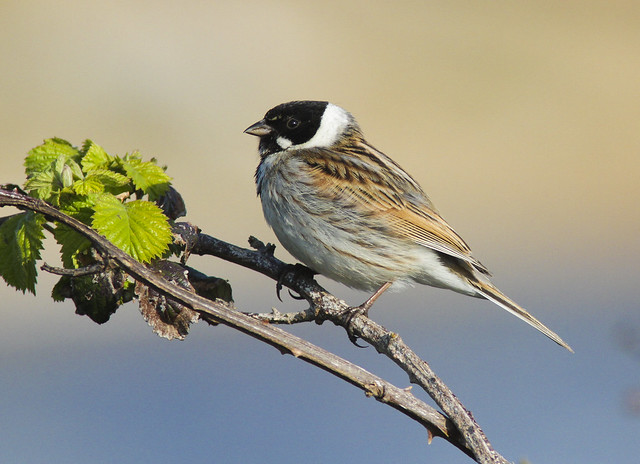 le bruant des roseaux, sujet du nouvel article du bird-blog d'une histoire de plumes sur les bruants