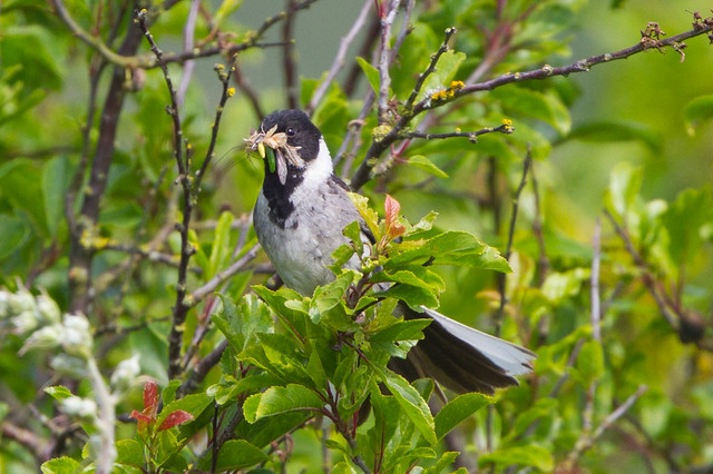 le bruant des roseaux, sujet du nouvel article du bird-blog d'une histoire de plumes sur les bruants