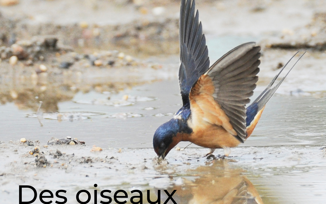 Des oiseaux au cœur de légendes