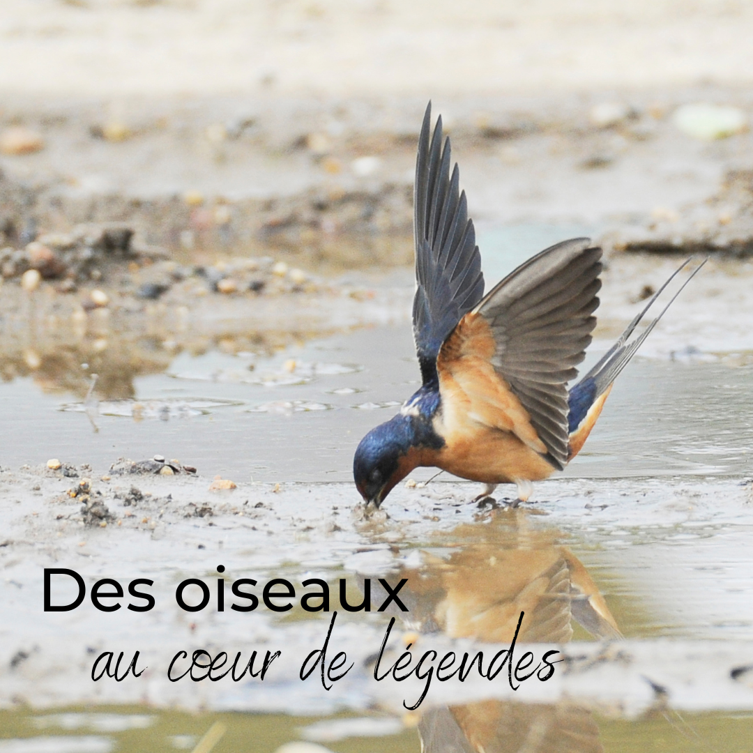 Des oiseaux au coeur de légendes, nouvel article du bird-blog d'une histoire de plumes