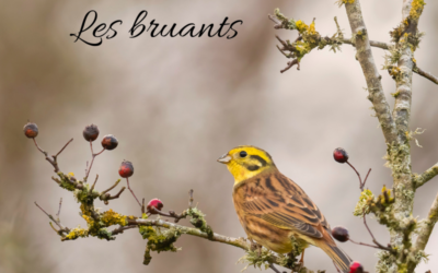 Une histoire d’Oiseaux : les bruants