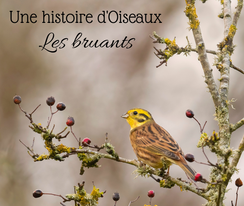 Une histoire d’Oiseaux : les bruants