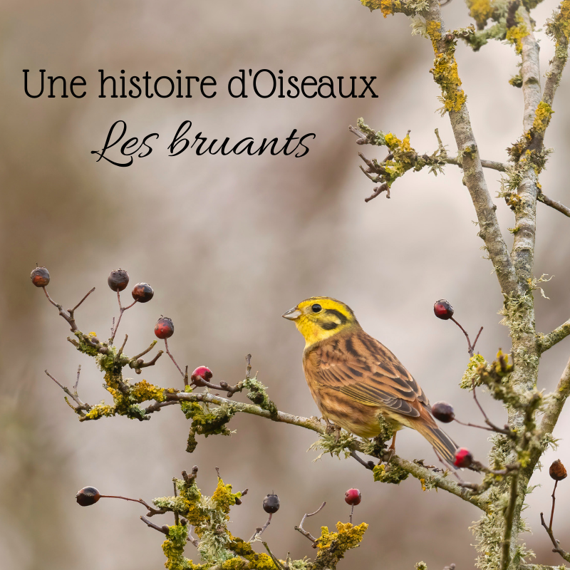 Les bruants, sujet du nouvel article du bird-blog d'une histoire de plumes